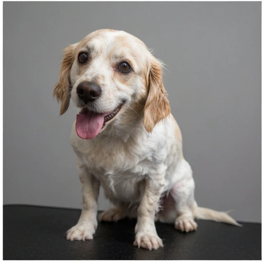 English Mastiff in a family setting